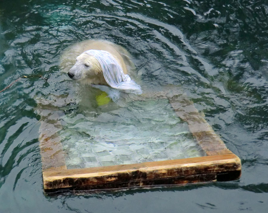 Eisbärin ANORI im Wuppertaler Zoo am 7. Dezember 2013