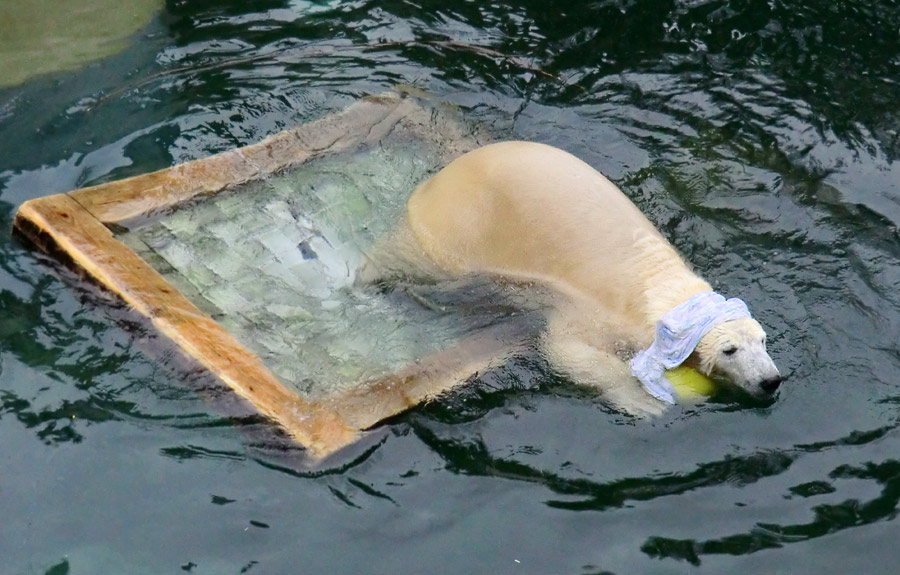 Eisbärin ANORI im Zoologischen Garten Wuppertal am 7. Dezember 2013