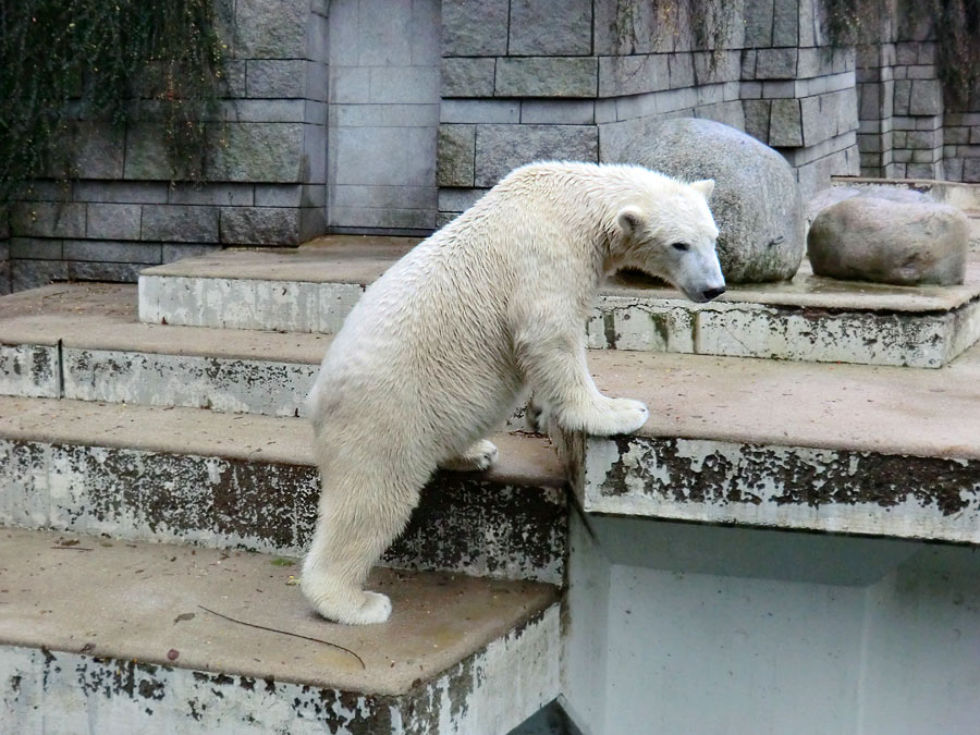 Eisbär LUKA im Zoologischen Garten Wuppertal am 7. Dezember 2013