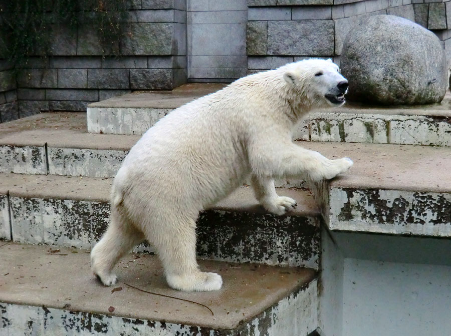 Eisbär LUKA im Wuppertaler Zoo am 7. Dezember 2013