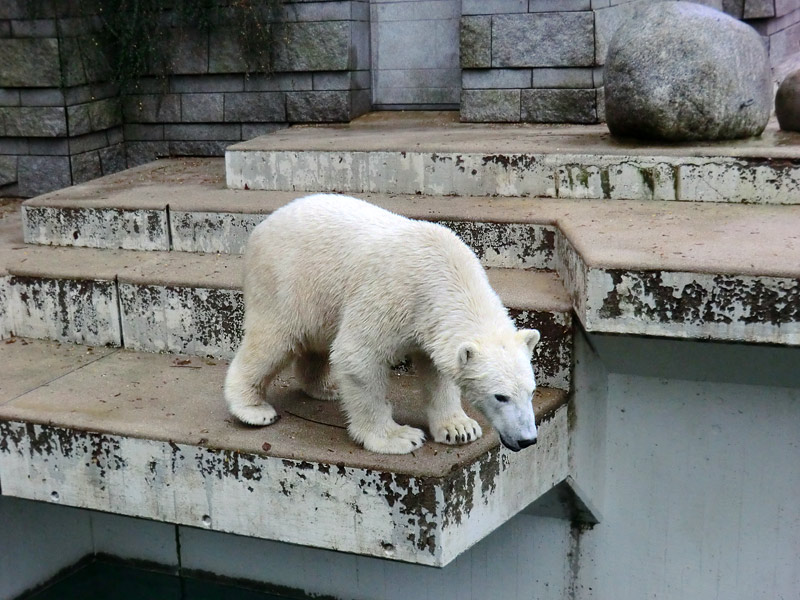 Eisbär LUKA im Zoo Wuppertal am 7. Dezember 2013