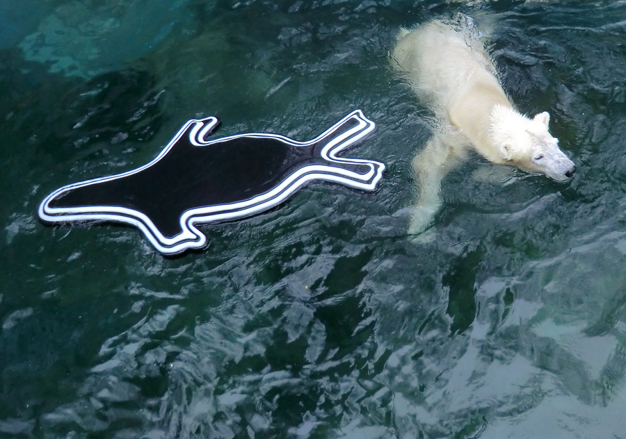 Eisbär LUKA im Zoologischen Garten Wuppertal am 7. Dezember 2013