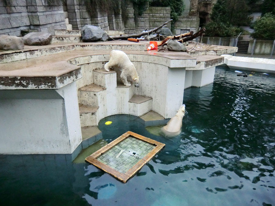 Eisbär Luka und Eisbärin ANORI im Wuppertaler Zoo am 7. Dezember 2013