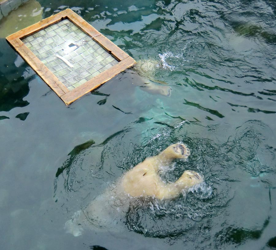 Eisbär Luka und Eisbärin ANORI im Zoologischen Garten Wuppertal am 7. Dezember 2013