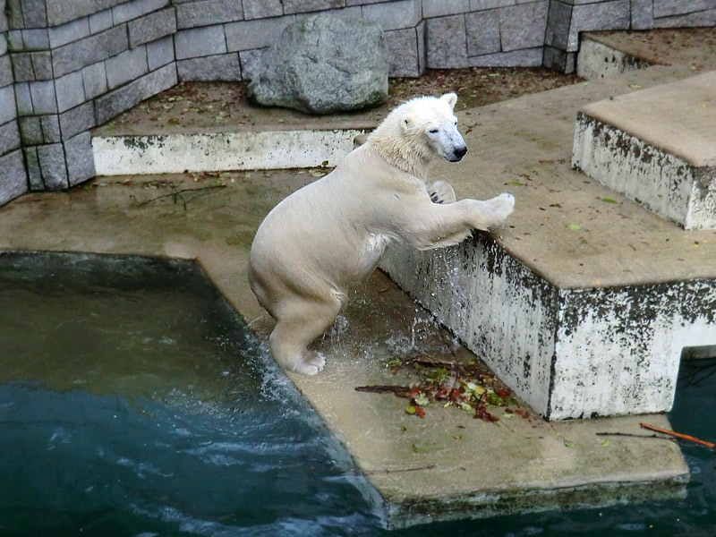 Eisbär LUKA im Wuppertaler Zoo am 7. Dezember 2013