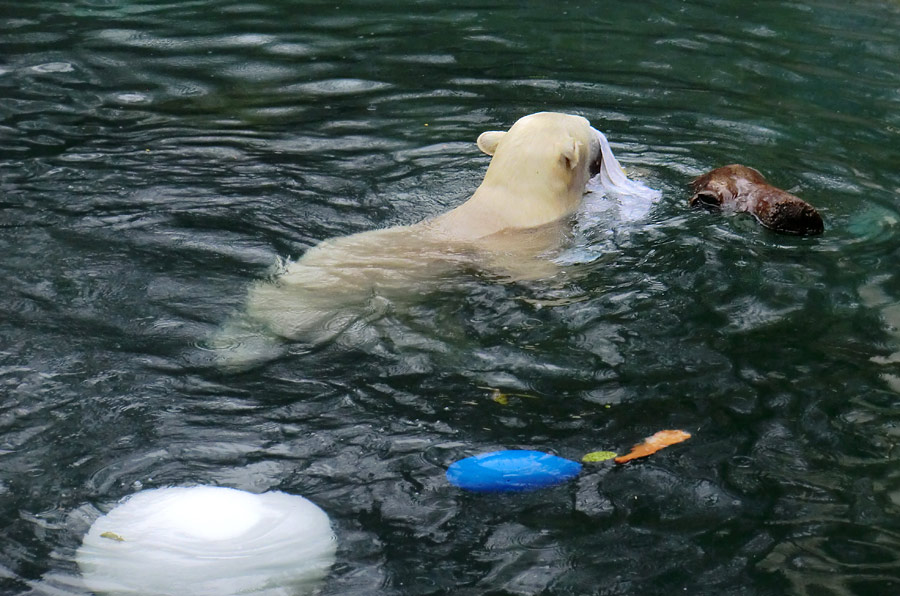 Eisbärin ANORI im Zoologischen Garten Wuppertal am 7. Dezember 2013