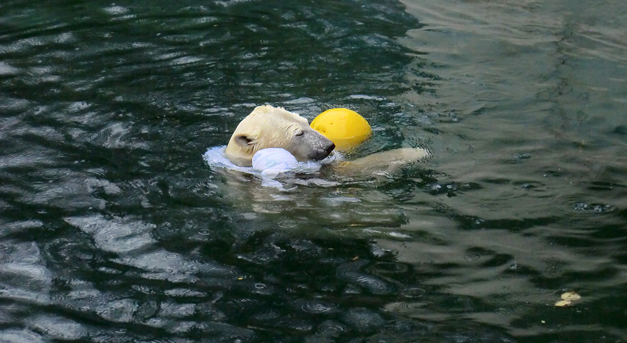 Eisbärin ANORI im Zoo Wuppertal am 7. Dezember 2013