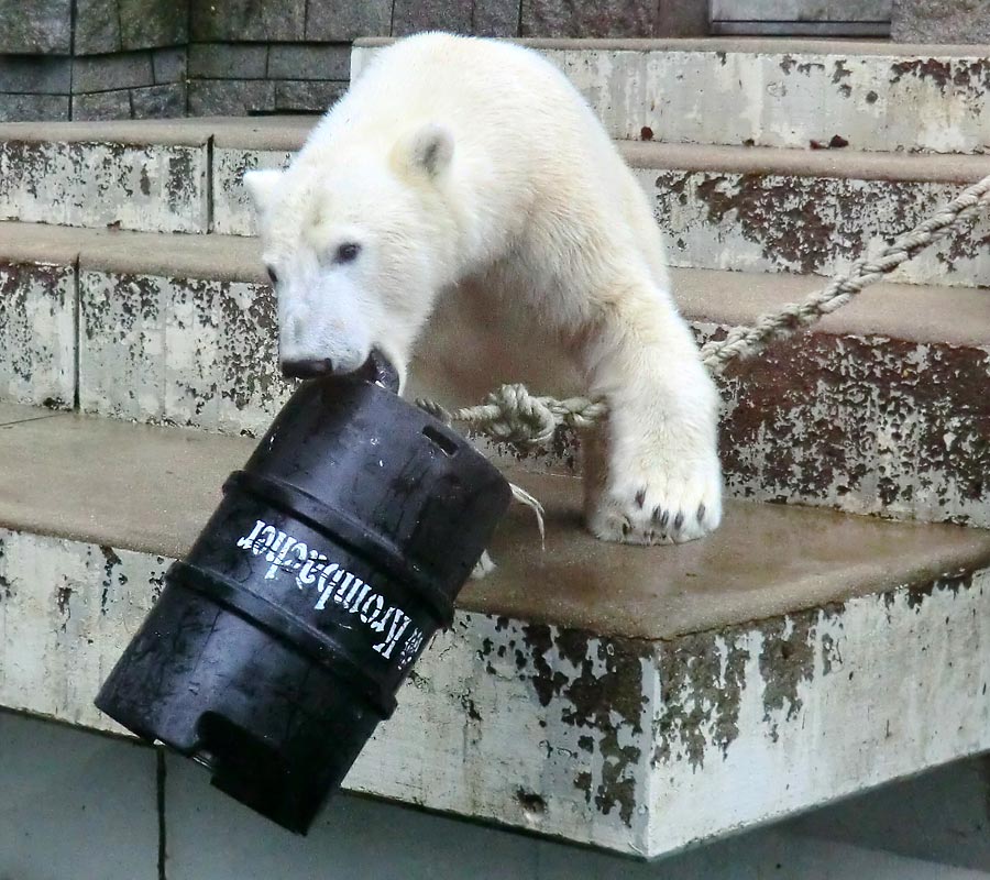 Eisbär Luka im Zoo Wuppertal am 8. Dezember 2013