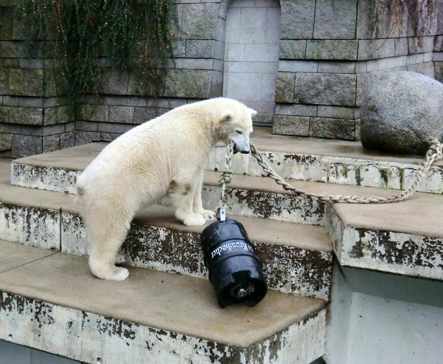 Eisbär LUKA im Wuppertaler Zoo am 8. Dezember 2013