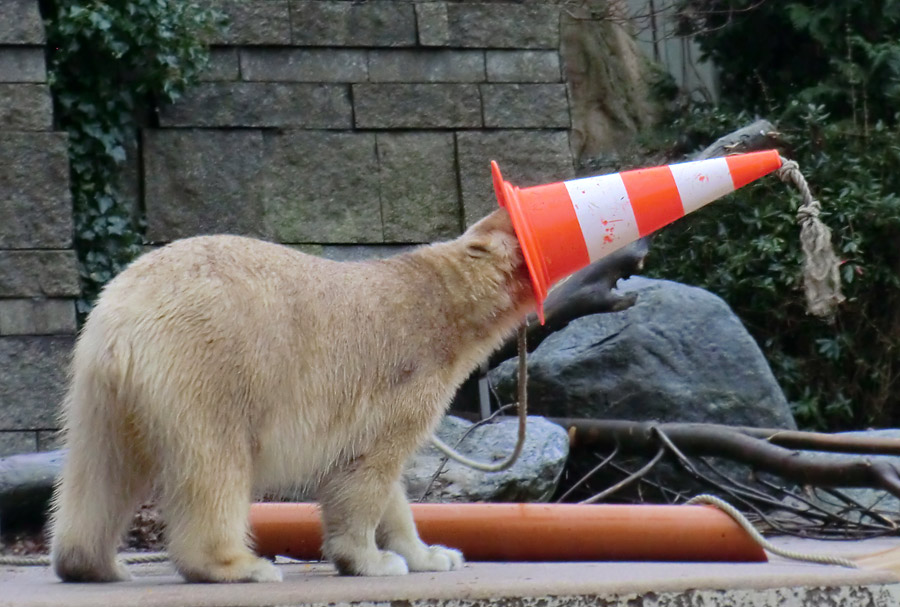 Eisbärin ANORI im Wuppertaler Zoo am 8. Dezember 2013