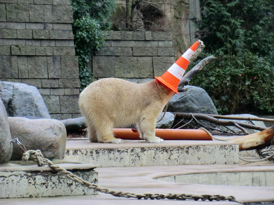 Eisbärin ANORI im Zoo Wuppertal am 8. Dezember 2013