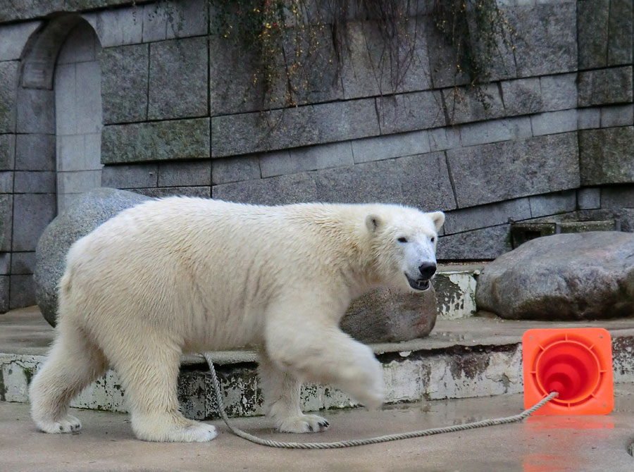 Eisbär Luka im Zoo Wuppertal am 15. Dezember 2013