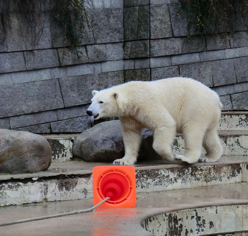 Eisbär Luka im Zoologischen Garten Wuppertal am 15. Dezember 2013