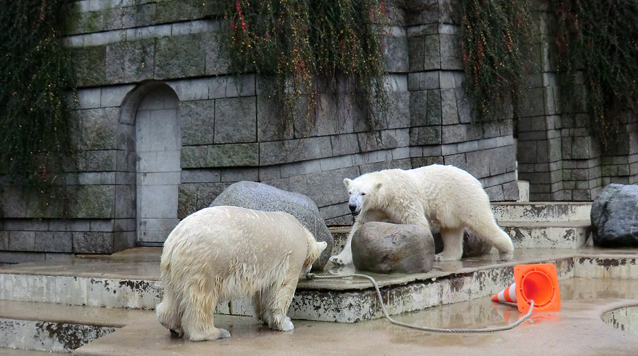 Eisbärin ANORI und Eisbär Luka im Zoologischen Garten Wuppertal am 15. Dezember 2013