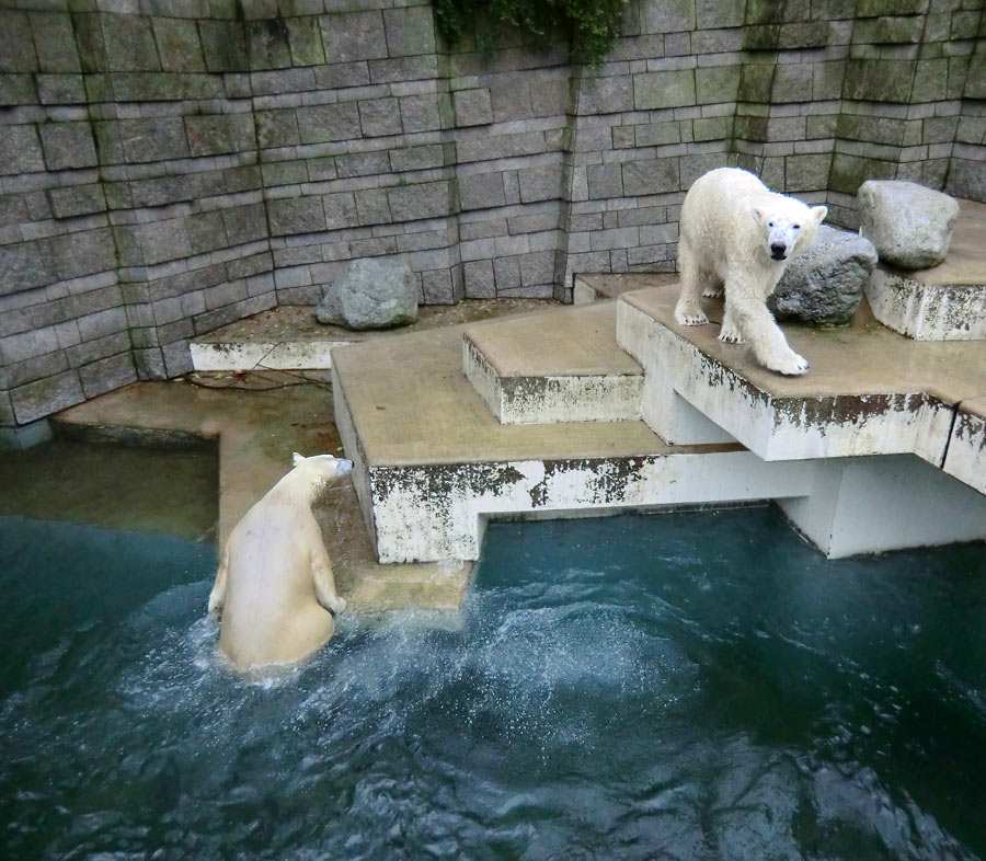 Eisbärin ANORI und Eisbär LUKA im Wuppertaler Zoo am 15. Dezember 2013