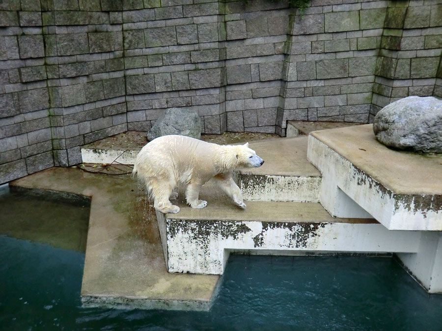 Eisbärin ANORI im Zoo Wuppertal am 15. Dezember 2013