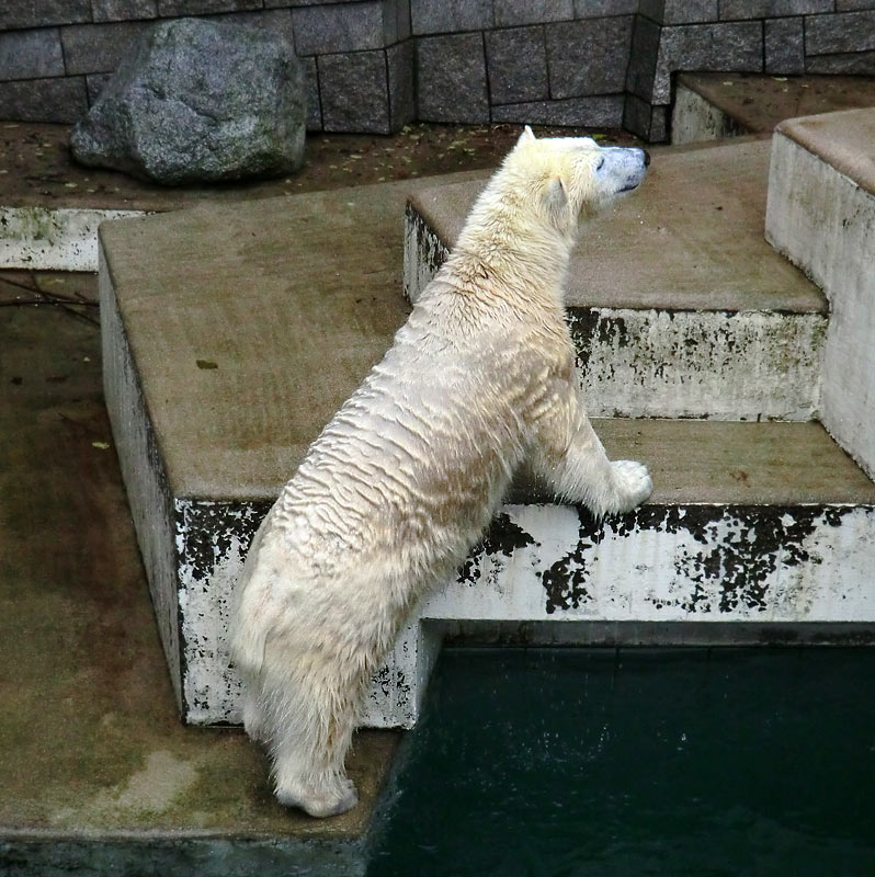 Eisbärin ANORI im Wuppertaler Zoo am 15. Dezember 2013