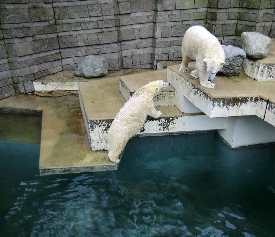 Eisbärin ANORI und Eisbär LUKA im Wuppertaler Zoo am 15. Dezember 2013