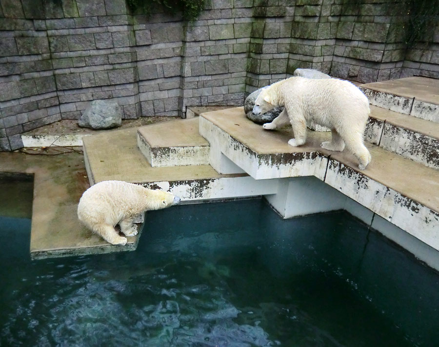 Eisbärin ANORI und Eisbär Luka im Zoo Wuppertal am 15. Dezember 2013