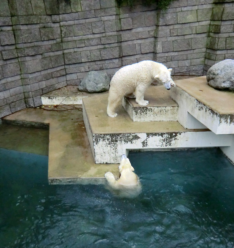 Eisbär LUKA und Eisbärin ANORI im Wuppertaler Zoo am 15. Dezember 2013