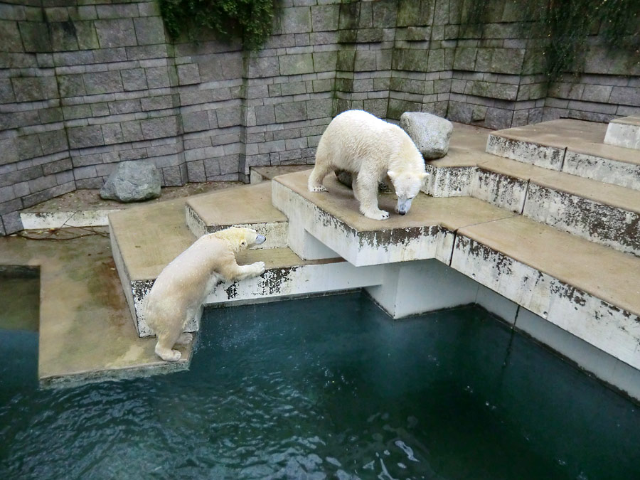 Eisbärin ANORI und Eisbär Luka im Zoologischen Garten Wuppertal am 15. Dezember 2013