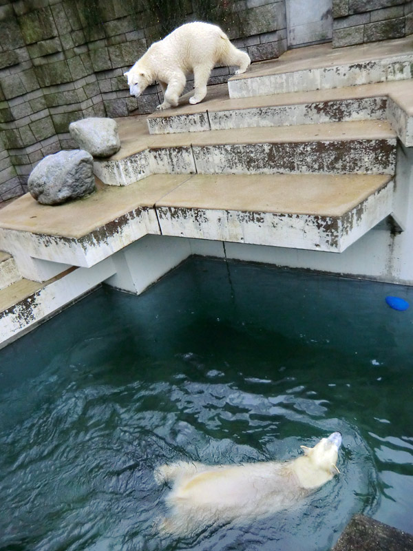 Eisbär LUKA und Eisbärin ANORI im Wuppertaler Zoo am 15. Dezember 2013