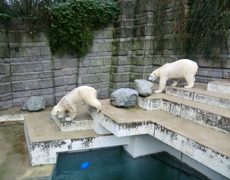 Eisbärin ANORI und Eisbär Luka im Zoo Wuppertal am 15. Dezember 2013