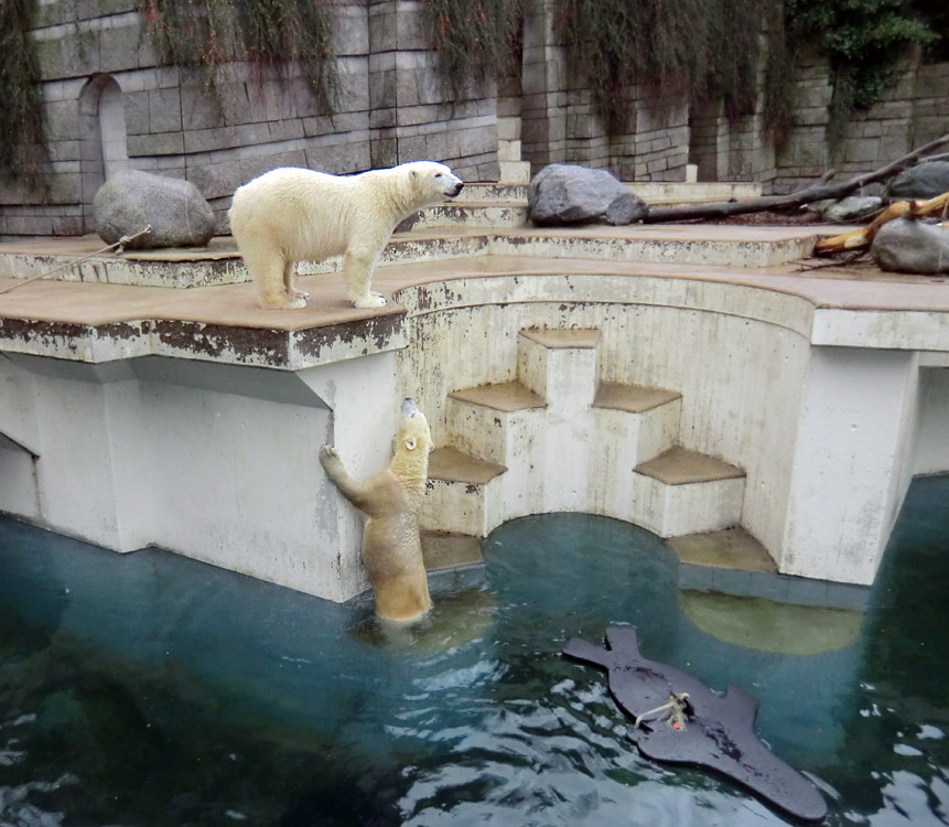 Eisbär LUKA und Eisbärin ANORI im Zoo Wuppertal am 22. Dezember 2013