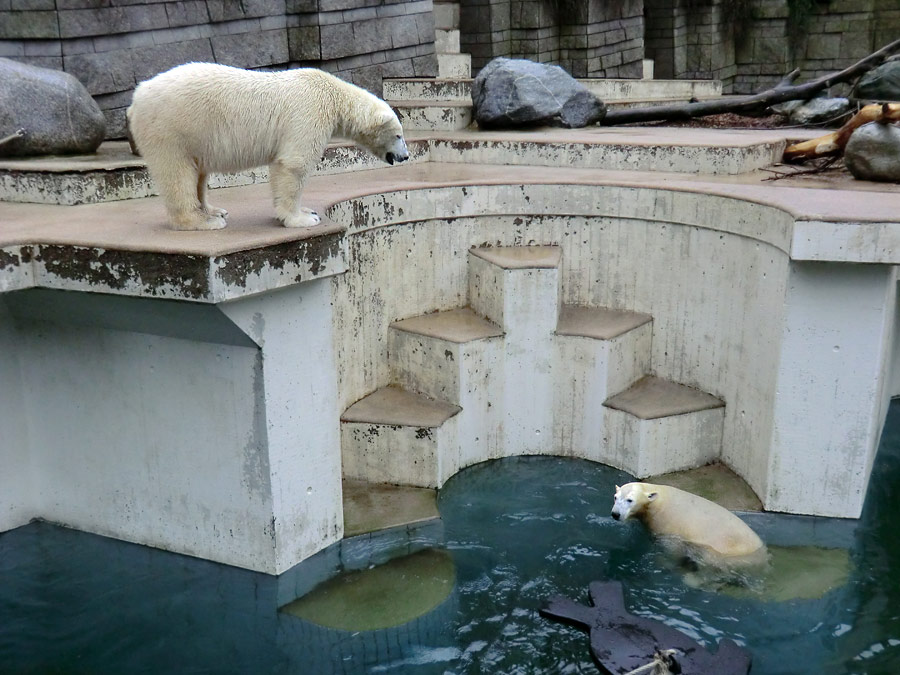 Eisbär LUKA und Eisbärin ANORI im Wuppertaler Zoo am 22. Dezember 2013