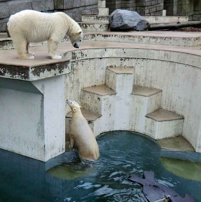 Eisbär LUKA und Eisbärin ANORI im Zoo Wuppertal am 22. Dezember 2013