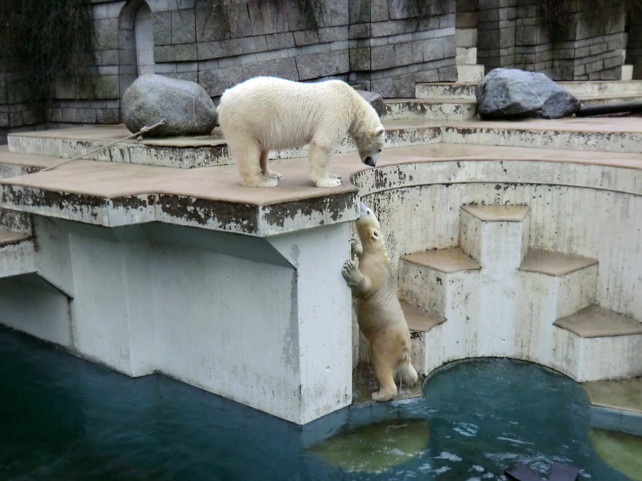 Eisbär LUKA und Eisbärin ANORI im Zoologischen Garten Wuppertal am 22. Dezember 2013