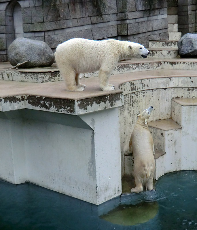 Eisbär LUKA und Eisbärin ANORI im Wuppertaler Zoo am 22. Dezember 2013