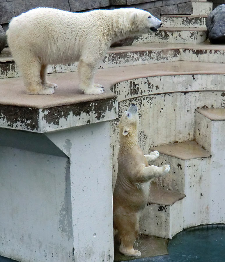 Eisbär LUKA und Eisbärin ANORI im Zoologischen Garten Wuppertal am 22. Dezember 2013