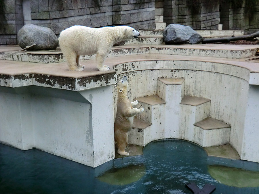 Eisbär LUKA und Eisbärin ANORI im Zoo Wuppertal am 22. Dezember 2013