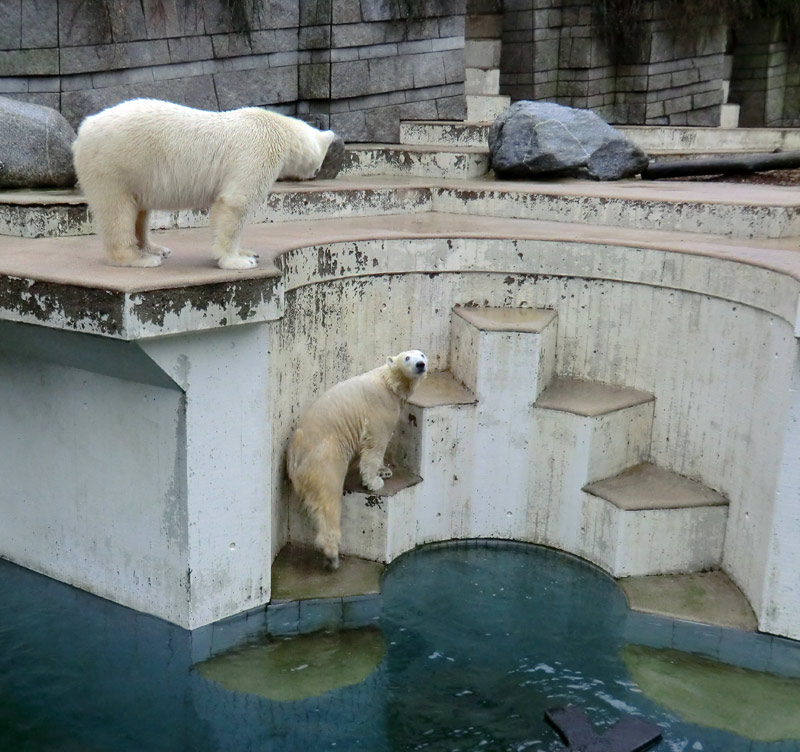 Eisbär LUKA und Eisbärin ANORI im Wuppertaler Zoo am 22. Dezember 2013