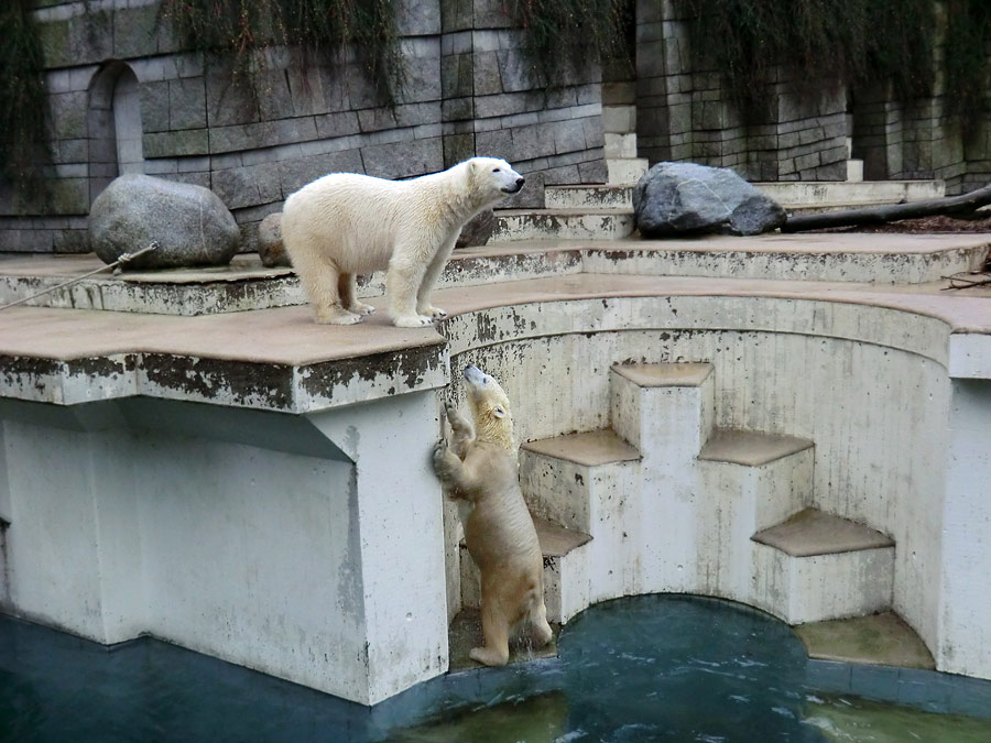 Eisbär LUKA und Eisbärin ANORI im Zoologischen Garten Wuppertal am 22. Dezember 2013