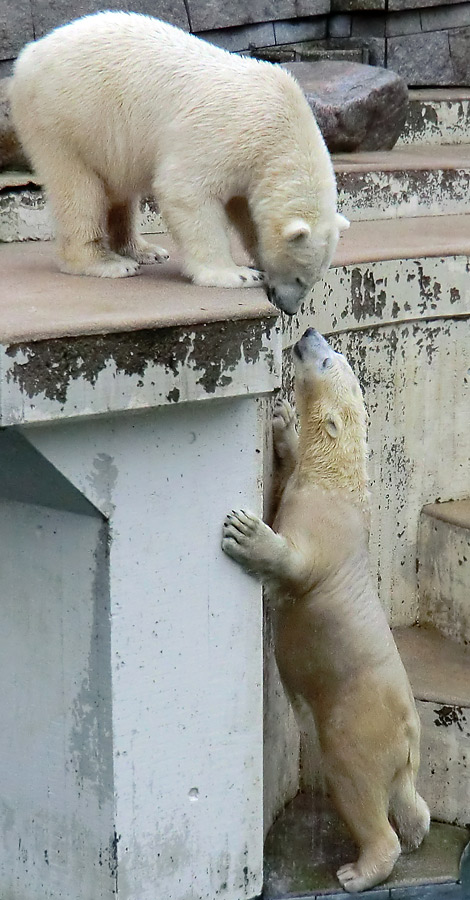 Eisbär LUKA und Eisbärin ANORI im Zoo Wuppertal am 22. Dezember 2013