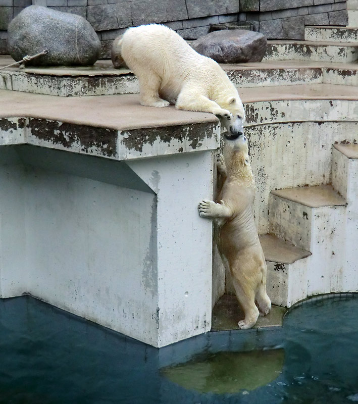 Eisbär LUKA und Eisbärin ANORI im Zoologischen Garten Wuppertal am 22. Dezember 2013