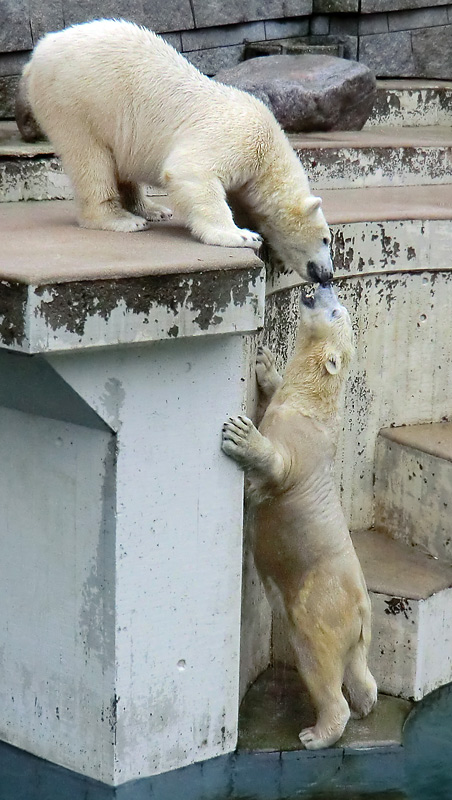 Eisbär LUKA und Eisbärin ANORI im Zoo Wuppertal am 22. Dezember 2013