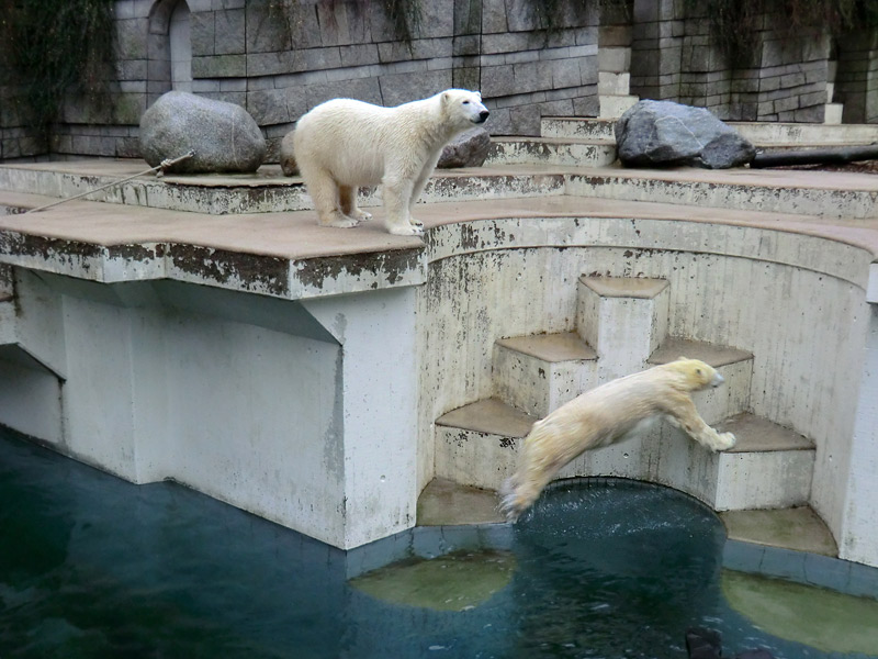 Eisbär LUKA und Eisbärin ANORI im Zoologischen Garten Wuppertal am 22. Dezember 2013