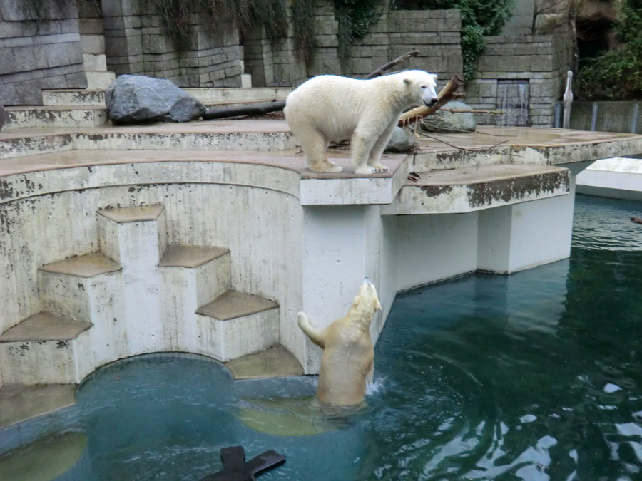 Eisbär LUKA und Eisbärin ANORI im Zoo Wuppertal am 22. Dezember 2013