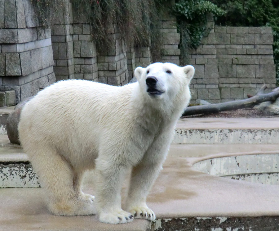 Eisbär LUKA im Zoologischen Garten Wuppertal am 22. Dezember 2013