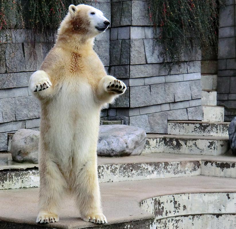 Eisbärin ANORI im Wuppertaler Zoo am 23. Dezember 2013