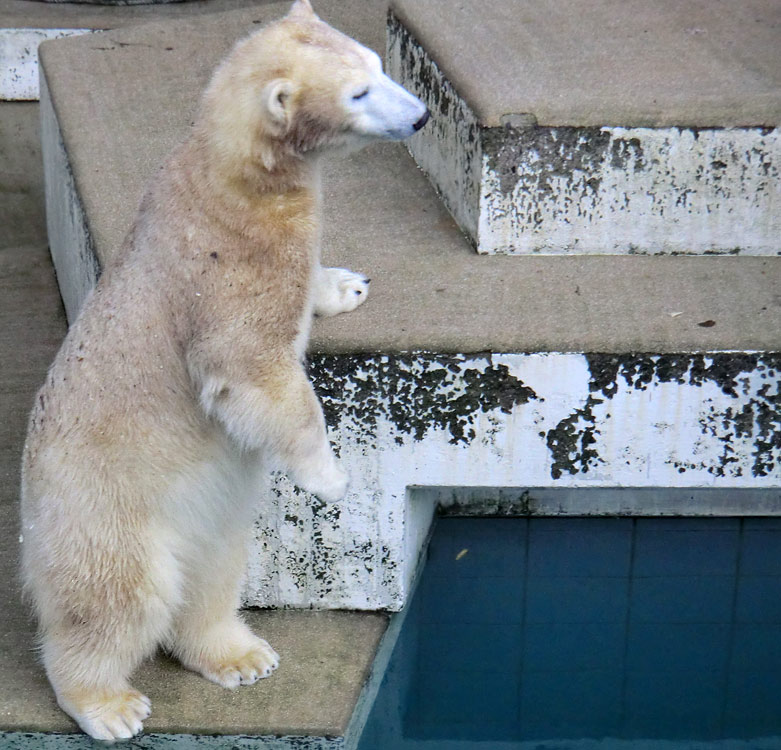 Eisbärin ANORI im Zoologischen Garten Wuppertal am 23. Dezember 2013