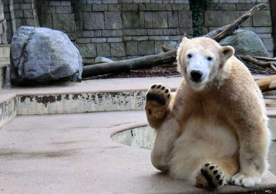 Eisbärin ANORI im Zoo Wuppertal am 23. Dezember 2013