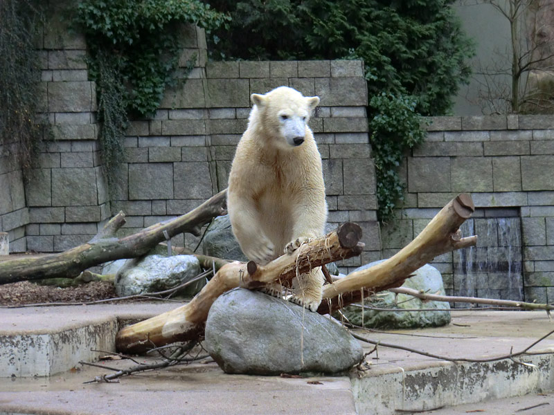 Eisbärin ANORI im Zoologischen Garten Wuppertal am 24. Dezember 2013