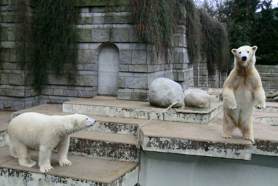 Eisbär LUKA und Eisbärin ANORI im Wuppertaler Zoo am 24. Dezember 2013