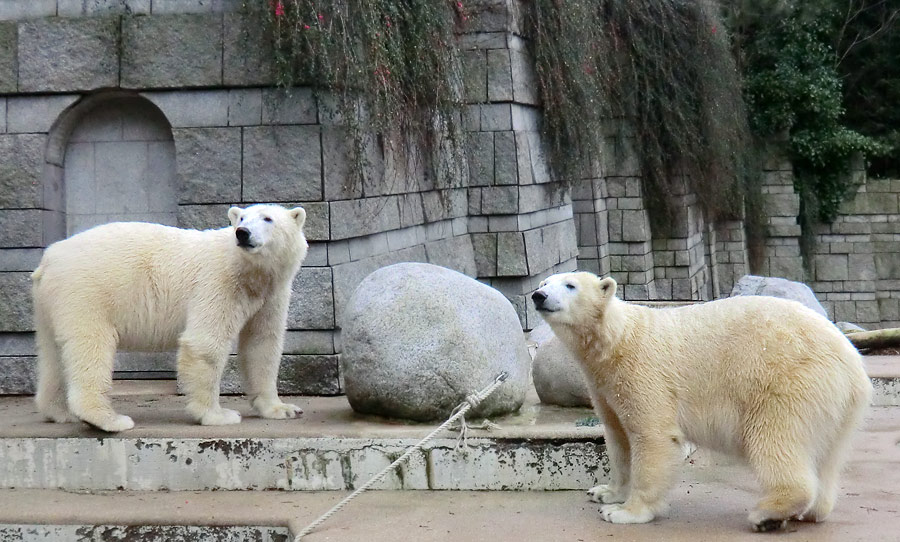 Eisbär LUKA und Eisbärin ANORI im Zoo Wuppertal am 24. Dezember 2013