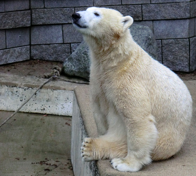 Eisbärin ANORI im Wuppertaler Zoo am 24. Dezember 2013