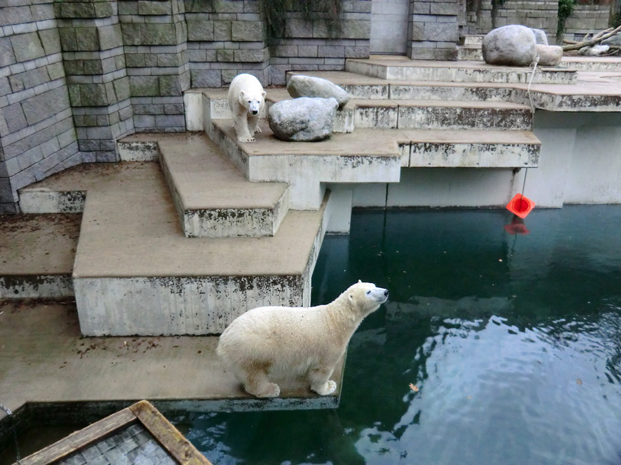 Eisbär LUKA und Eisbärin ANORI im Zoo Wuppertal am 24. Dezember 2013